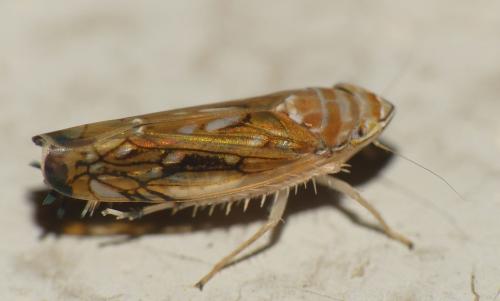 Réf. 346 760 : Scaphoideus titanus